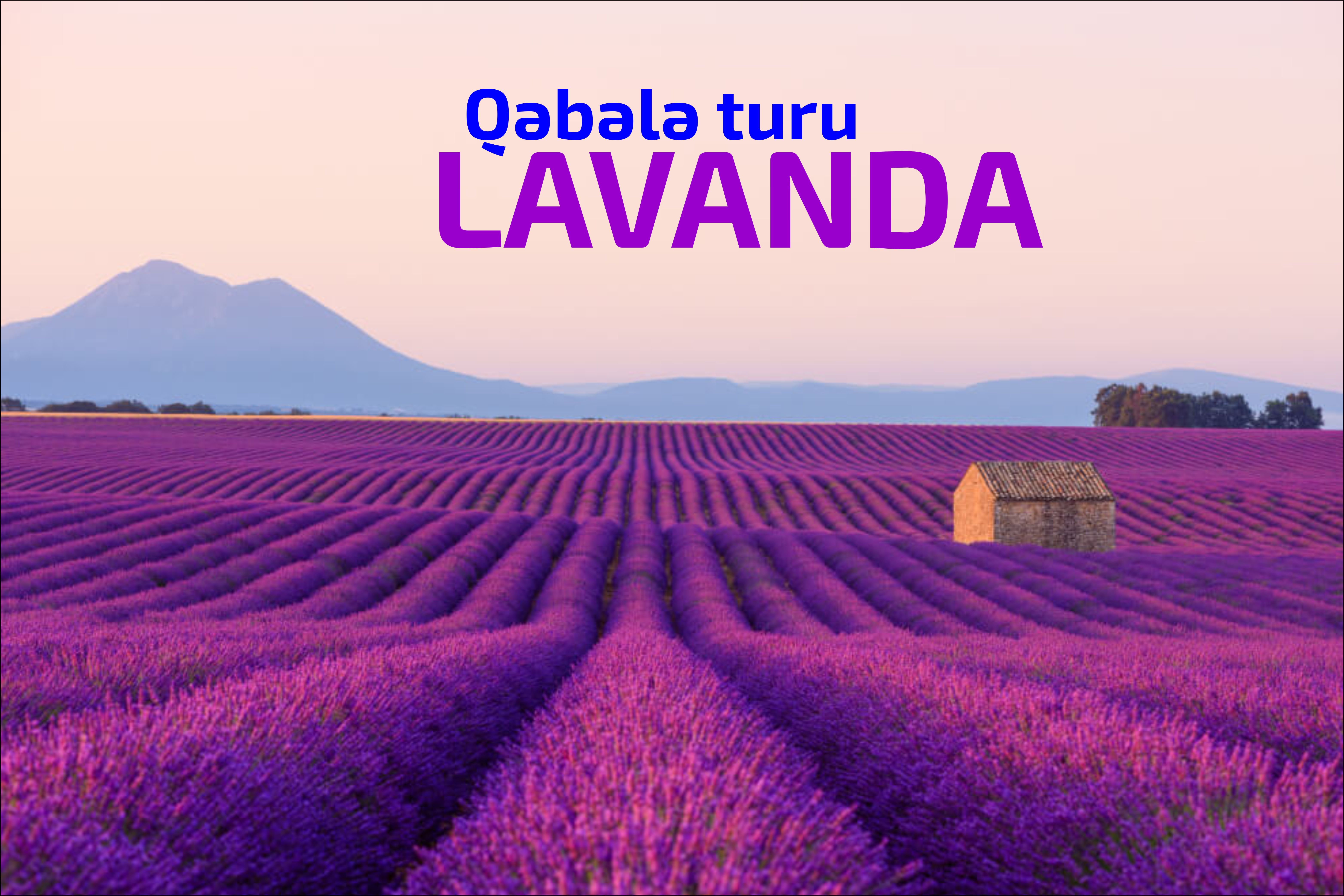 Lavanda Foto Turu